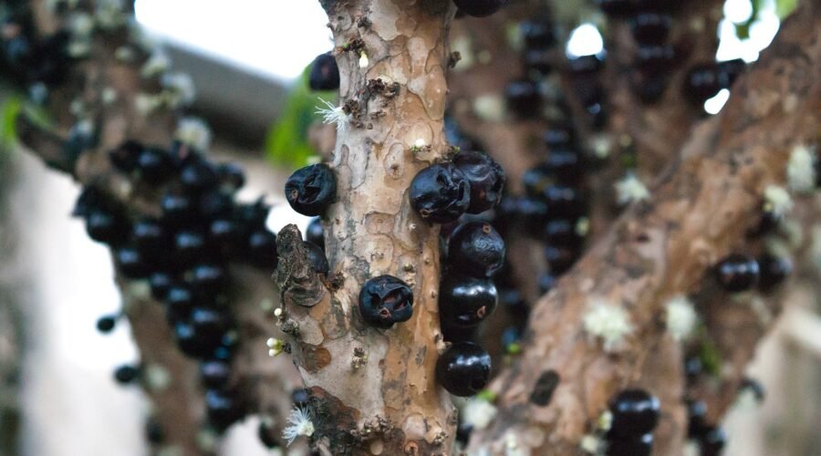Benefícios do Chá de Casca de Jabuticaba: Um Tesouro Escondido da Natureza