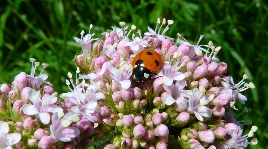 Benefícios da Valeriana: Um Guia Completo para o Bem-Estar